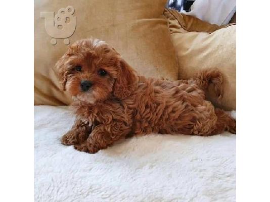 Κουτάβια σαμπάνιας Cavapoo